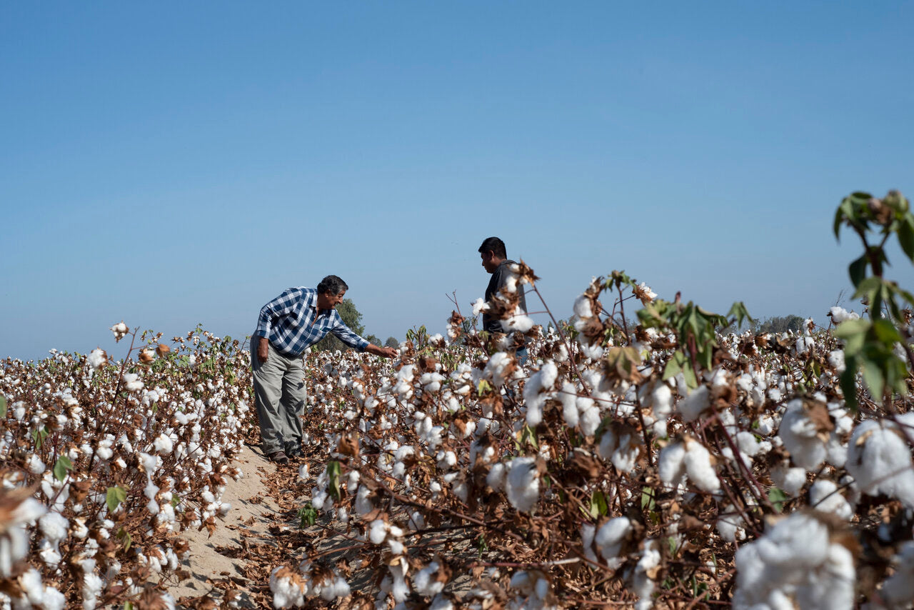 Two farmers pick cotton in a field in Peru before the cotton is made into clothes