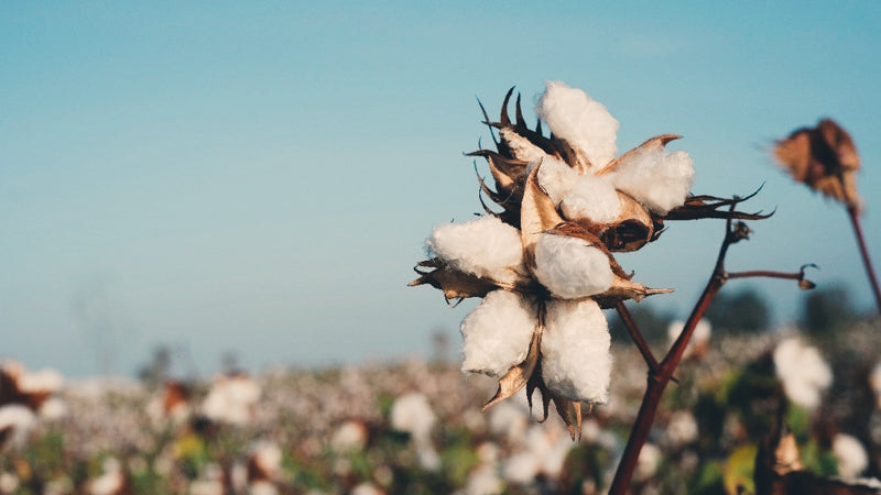 Organic Peruvian Pima cotton grows in cotton fields in Peru and is almost ready for harvest. This is exceptional quality cotton thanks to its longer fibres which means it makes clothes that are more durable and last longer.