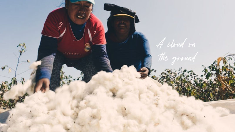 A pile of Peruvian Pima cotton and two cotton farmers. The cotton farmers check the high quality of the Peruvian Pima cotton.