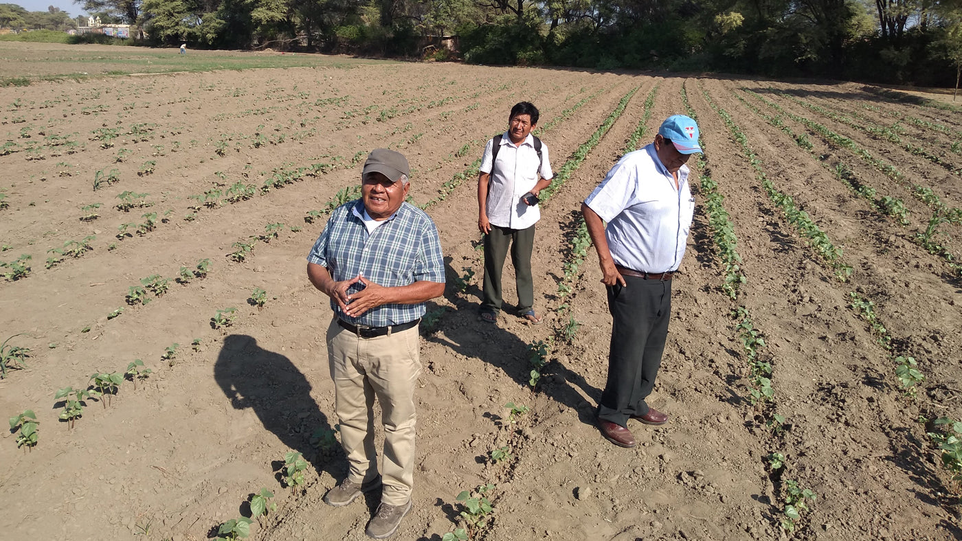 Cotton field in Peru. The cotton farmers pictured here are growing Peruvian Pima cotton, a high quality cotton that makes super soft clothes for babies.